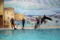 dolphins jumping from the pool