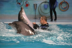 instructors perform with dolphin