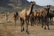 rural man walking with a group of camels 