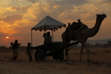 villagers with camel at pushkar mela 