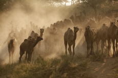 camels at pushkar mela 