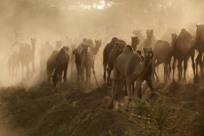 Group of camels walking