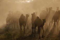 group of camels crossing 
