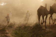 villagers walking with camels 