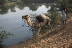 camel running in desert