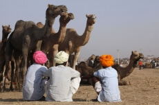 villagers sitting with camels 