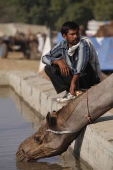 a camel trader with his camel