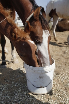 horse fed at the farm