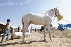 beautiful horse eating hay