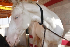 horse at stable 