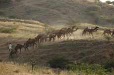 villager grazing camels on field 