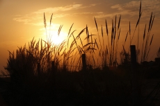 wheat on a summer sunset background 