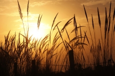 shot of the barley field with sun light 