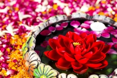 flowers in decorative pot
