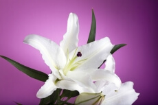 fresh white lilies isolated on a pink background