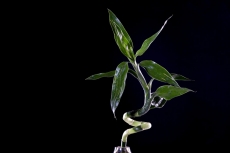 green plant over black background