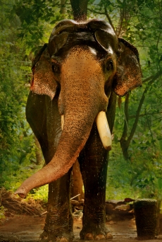 Star Elephant