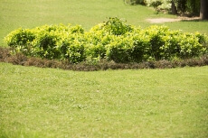 view of a park