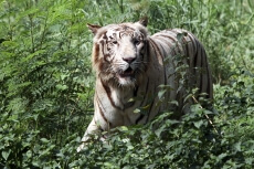tiger in jim corbett national park