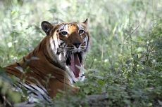 tiger in jim corbett national park