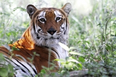 tiger in jim corbett national park