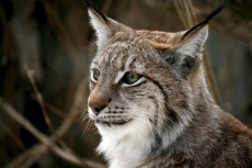 lynx in the forest