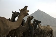 camels at the pushkar came fair