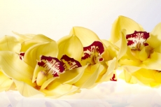 yellow flower