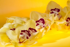 yellow flower