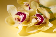 Studio shot of flowers