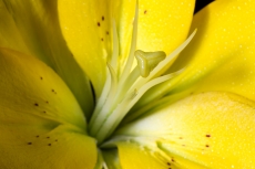 Lily closeshot