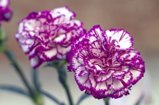 Carnation