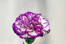 Carnation