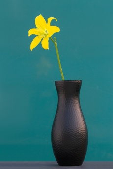 Yellow lily