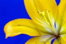 Lily