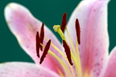pink lily