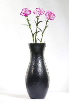 Dianthus