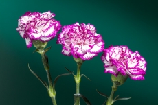 Dianthus
