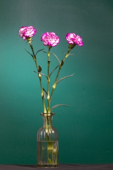 Peony