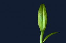 Petal abstract