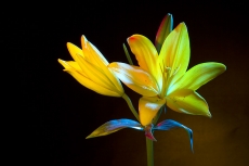 Lilium