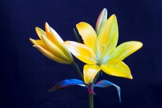 Lilium
