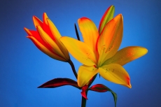 Lilium
