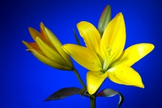Lilium
