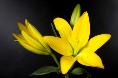 Lilium