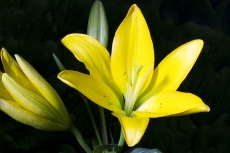 Lilium