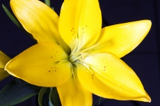 Lilium