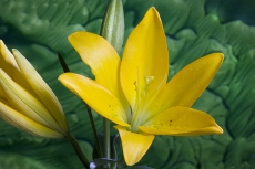 Asiatic lilies