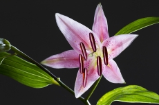 Lily stargazer