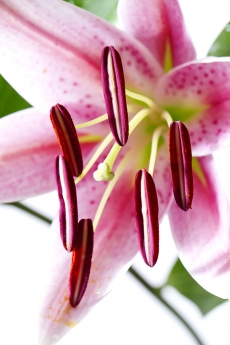 Lily stargazer
